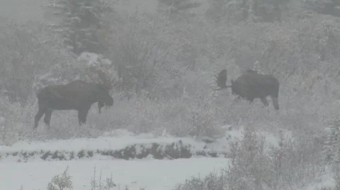 Trophy Bull Moose in Snowstorm in Alaska Stock Footage