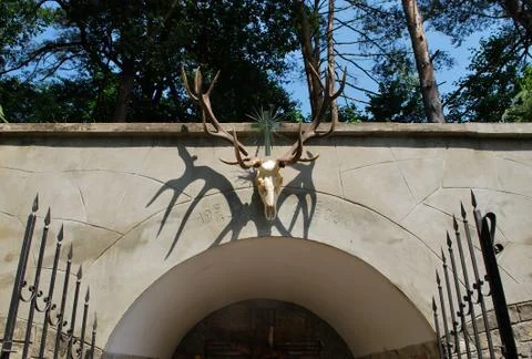 Of trophy deer Stock Photos