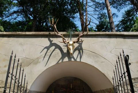 Of trophy deer Stock Photos