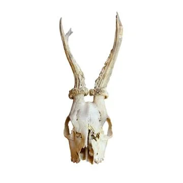 Trophy of roe deer buck Stock Photos