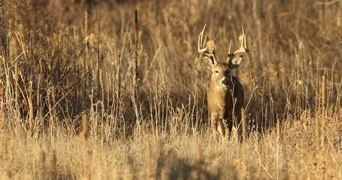 Trophy White-tail deer emerging from shadows Stock Footage