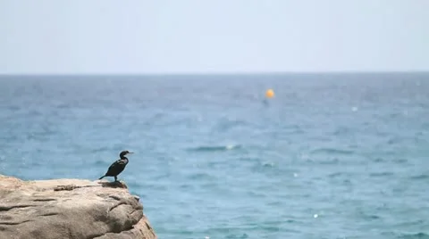 Tropic Bird on Rock Видео 12670599