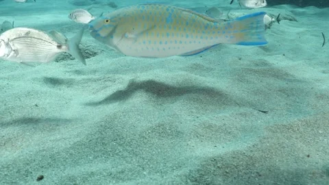 Tropic blue green  parrot fish in mediterranean sea lessepsian fish underwater Stock Footage 317660313