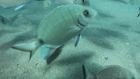 Tropic blue green  parrot fish in mediterranean sea lessepsian fish underwater Stock Footage 317660882