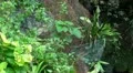 Tropic butterflies in a jungle nature environment HD Footage