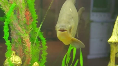 Tropic fish in aquarium Stock Footage 49813278