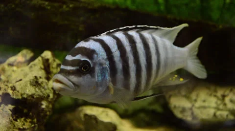 Tropic Fish Stock Footage 23616643