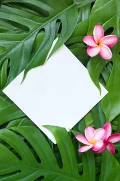 Tropic flat lay top view tropical botanic frame Stock Photos