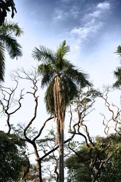 Tropic jungle Stock Photos
