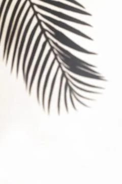 Tropic palm leaf shadow on the white wall. Foto stock