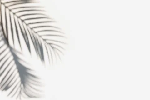 Tropic palm leaf shadow on the white wall. Stock Photos