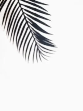 Tropic palm leaf shadow on the white wall. Stock Photos