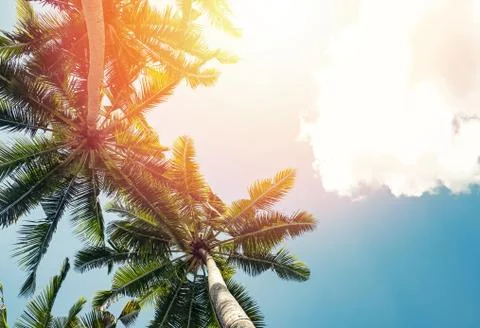 Tropic palms on the background of the sky Stock Photos