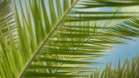 Tropic Palms in Sunlight Stock Footage 99645466