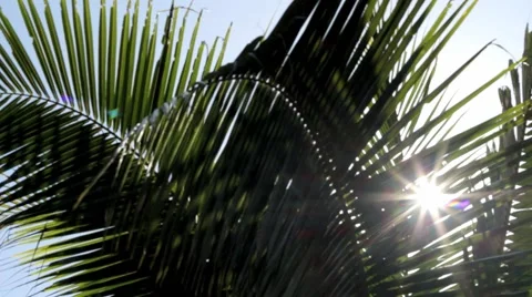 Tropic palms wiht backlight from sun Stock Footage 40644327