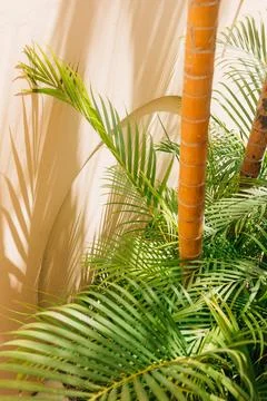 Tropic plants create vibrant shadows in a sunny indoor space with a warm Stock Photos