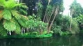 Tropic Pond and Koi 20110422 142055 HD Footage
