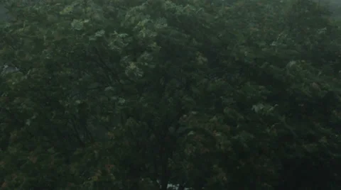 Tropic rain Video stock 32737690