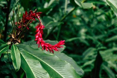 Tropic topic Stock Photos