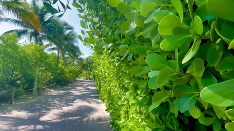 Tropic Trail Video stock 229450963