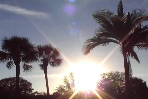 Tropical 01 Stock Footage 98471