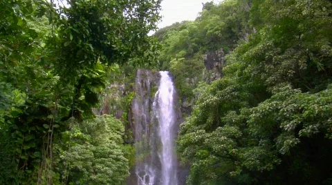 Tropical 42 - HD Stock Footage