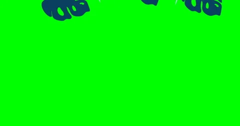 Tropical abstract monstera leaves pattern animation. green screen Branches and Stock Footage 130310212