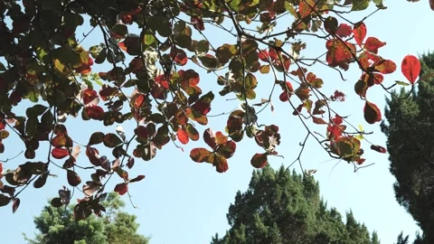 Tropical almond tree branches leaf. Stock Footage 276202611