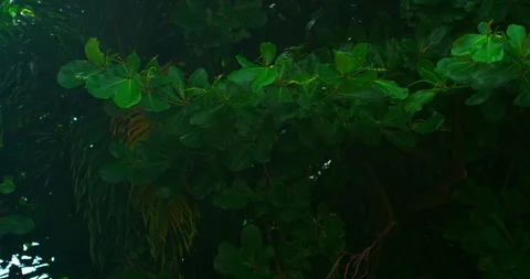 Tropical Almond tree branches in wind Stock Footage 113908007