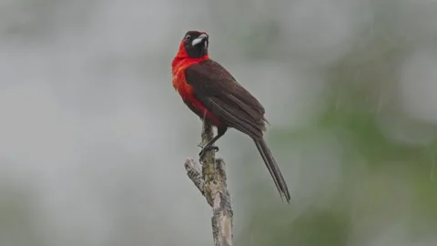 Tropical amazon rainforest bird singing in the rain colombia ecuador peru brazil Stock Footage 290459296