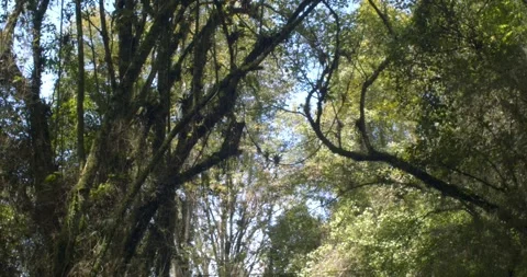 Tropical andean forest tree top 스톡 동영상 242167526