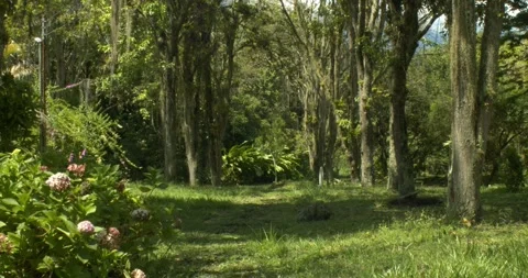 Tropical andes forest floor in a botanical garden 스톡 동영상 242589779