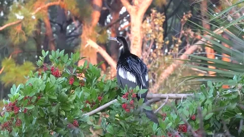 Tropical Anhingas aquatic bird drying wings Stock Footage 167989846