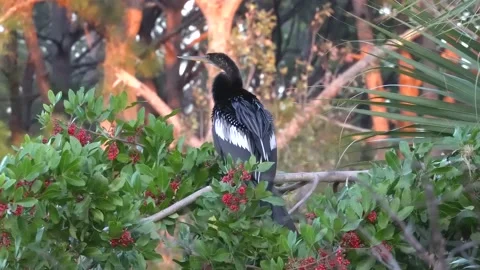 Tropical Anhingas aquatic bird drying wings Stock Footage 167991670