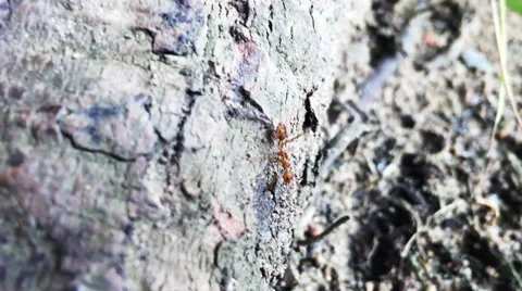 Tropical ant on tree bark Stock Footage 67307116