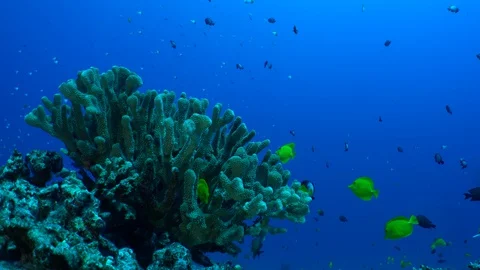 Tropical Antler Coral with Reef Fish Stock Footage