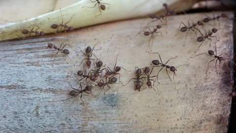 Tropical ants walking on ground Stock Footage 74255663