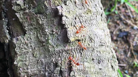 Tropical ants in the wild Stock Footage 67289791