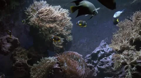Tropical aquarium Vidéo 20543438