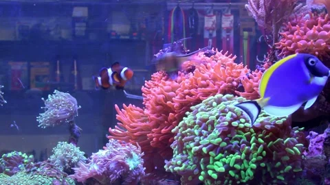 Tropical aquarium Stock Footage 277663020