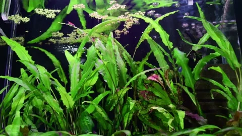 Tropical aquarium with plants Stock Footage 163118317