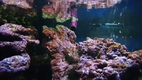 Tropical Aquarium View With Moving Surface Video stock 74762994