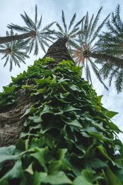 Tropical Ascent Stock Photos