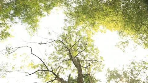 Tropical asia Video stock 12734511