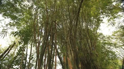 Tropical asia Stock Footage 12735967
