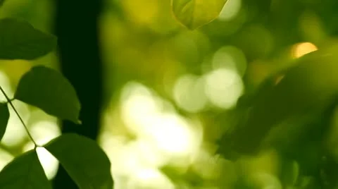 Tropical Asia. Stock Footage 21887850