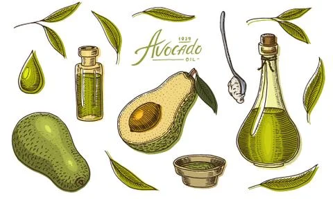 Tropical avocado. Set of evergreen fruit plant. Organic oil in the bottle Stock Illustration