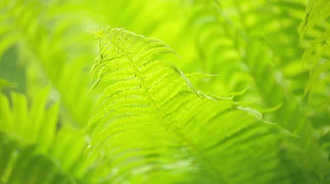 Tropical background Stock Footage 37096926