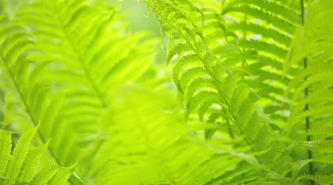 Tropical background Stock Footage 37096943