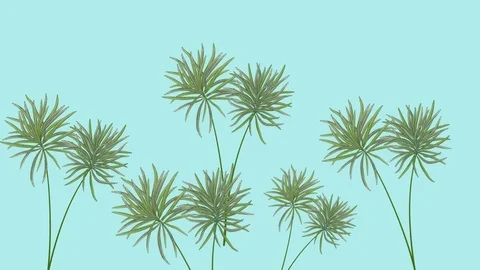 Tropical background with palm. Stock Footage 106825786